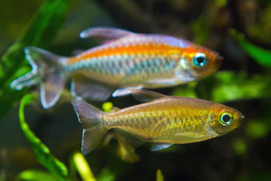 Products: Congo Tetra
