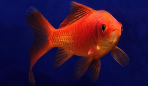 Comet M