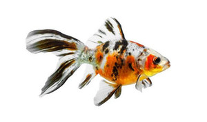 Products: Shubunkin S