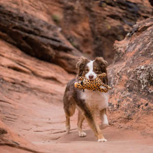 P.L.A.Y. Safari | Leopard Dog Toy
