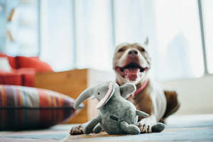All: P.L.A.Y. Safari | Elephant Dog Toy