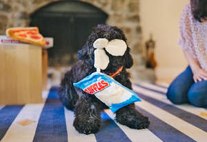 Dog Toys: P.L.A.Y. Snack Attack | FLUFFLES CHIPS Dog Toy