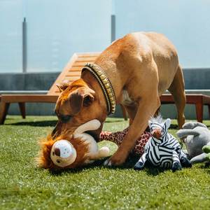 Dog Toys: P.L.A.Y. Safari | Lion Dog Toy