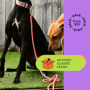 1 x Mystery Classic Leash | Aluminium Carabiner