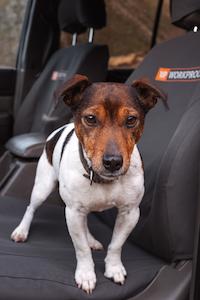 Seat Covers: LDV T60 2020 - 2021 Seat Covers