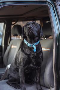 Seat Cover: Foton Tunland 2021 Seat Covers