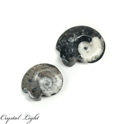 Goniatite: Goniatite Fossil Lot