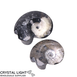 Goniatite: Goniatite Fossil Lot