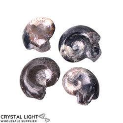 Goniatite: Goniatite Fossil Lot