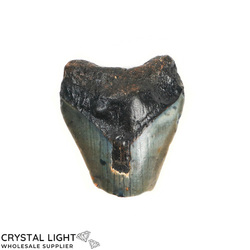Teeth: Megalodon Tooth
