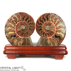 Ammonite Pair on Stand
