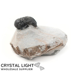 Trilobites: Trilobite Fossil on Matrix