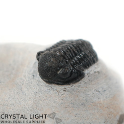 Trilobites: Trilobite Fossil on Matrix