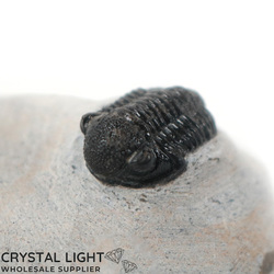 Trilobites: Trilobite Fossil on Matrix