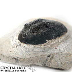 Trilobite Fossil on Matrix