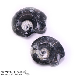 Goniatite Fossil Lot