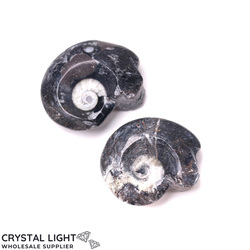 Goniatite Fossil Lot