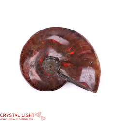 Ammonite Fossil (Single)
