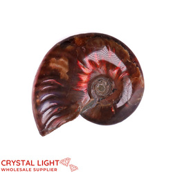 Ammonite Fossil (Single)