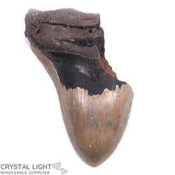 Teeth: Megalodon Tooth (Large)