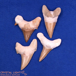 Teeth: Otodus (Shark) Tooth Lot