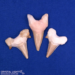 Teeth: Otodus (Shark) Tooth Lot