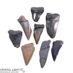Teeth: Megalodon Tooth Lot