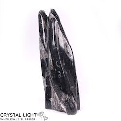 Orthoceras: Orthoceras Tower Small (Single)