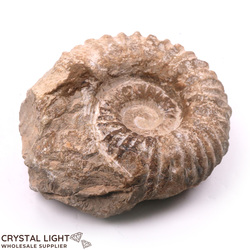 Ammonites: Ammonite Natural Fossil X-Large