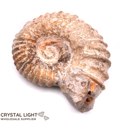 Ammonites: Ammonite Natural Fossil X-Large