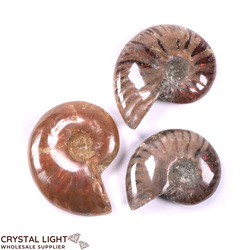 Ammonite Fossil Lot