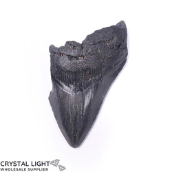 Teeth: Megalodon Tooth