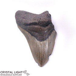 Megalodon Tooth