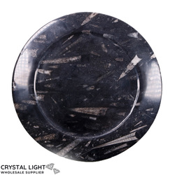 Orthoceras Fossil Plate (Large)