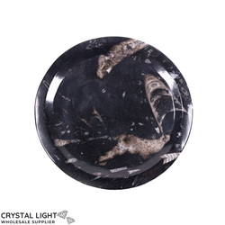 Orthoceras Fossil Plate (Medium)