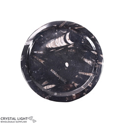 Orthoceras Fossil Plate (Medium)