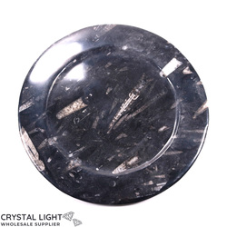 Orthoceras Fossil Plate (Large)