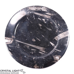 Orthoceras Fossil Plate (Large)