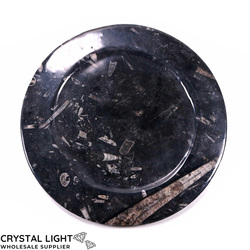 Orthoceras Fossil Plate (Large)