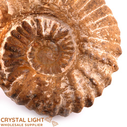 Ammonite Natural Fossil Large