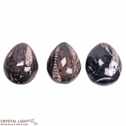 Orthoceras Fossil Egg