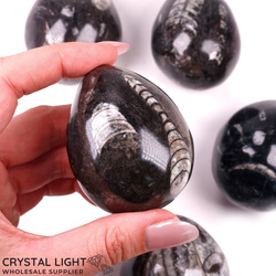 Orthoceras: Orthoceras Fossil Egg