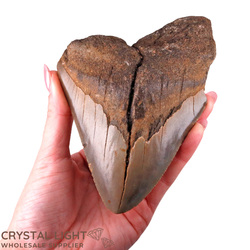 Megalodon Tooth Large&nbsp;(A-Grade)