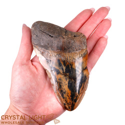 Megalodon Tooth Large&nbsp;(A-Grade)