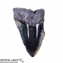 Teeth: Megalodon Tooth Large&nbsp;(A-Grade)