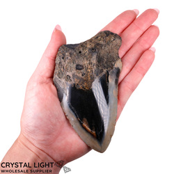 Megalodon Tooth Large&nbsp;(A-Grade)
