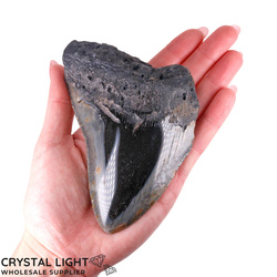 Teeth: Megalodon Tooth Large (A-Grade)