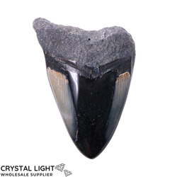 Teeth: Megalodon Tooth Large (A-Grade)