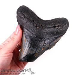 Teeth: Megalodon Tooth Large