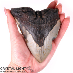 Megalodon Tooth Large